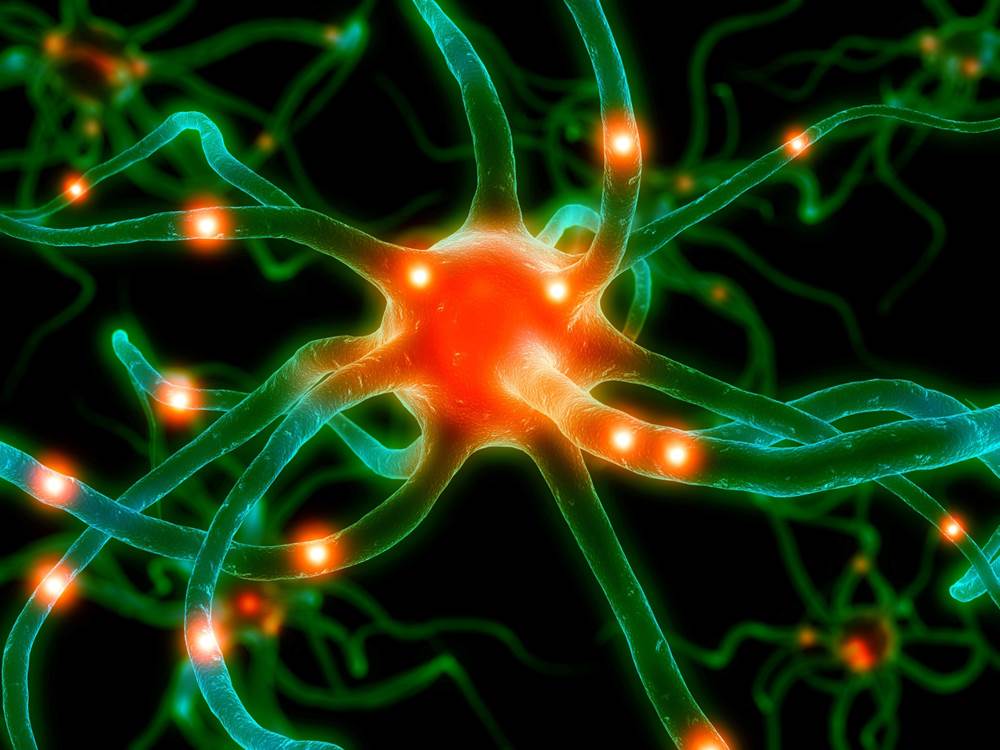 neuron nerve.jpg
